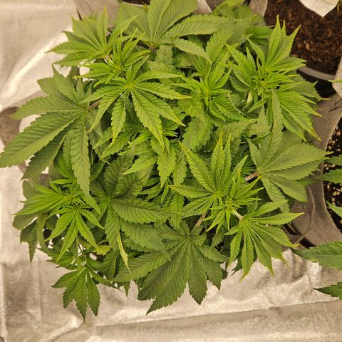 Super Lemon Haze x Clementine #2 growlog timeline photo