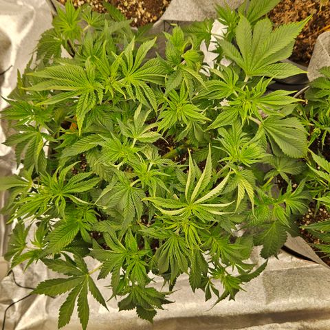 Super Lemon Haze x Clementine #2 growlog timeline photo