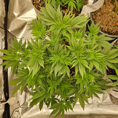 Super Lemon Haze x Clementine #2 growlog timeline photo