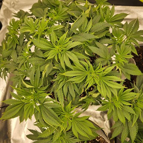 Super Lemon Haze x Clementine #2 growlog timeline photo