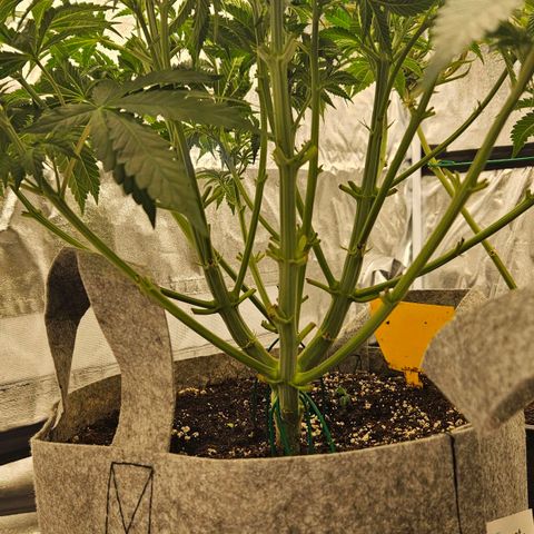 Super Lemon Haze x Clementine #2 growlog timeline photo