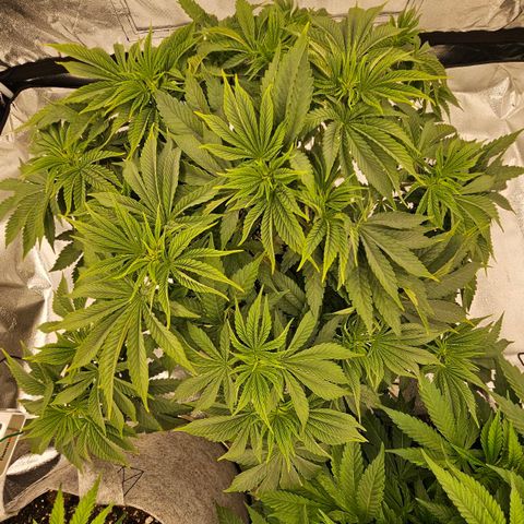 Super Lemon Haze x Clementine #2 growlog timeline photo