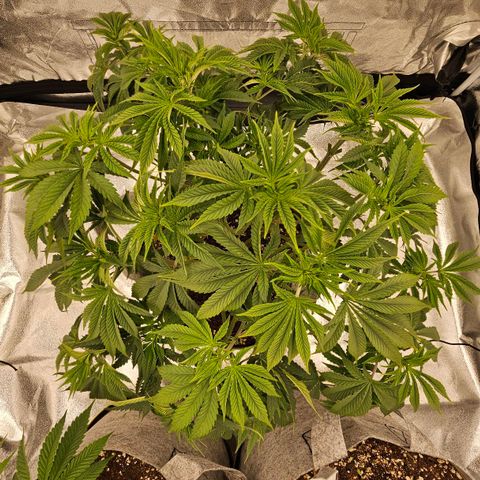 Super Lemon Haze x Clementine #2 growlog timeline photo