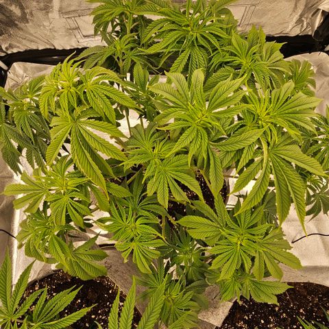 Super Lemon Haze x Clementine #2 growlog timeline photo