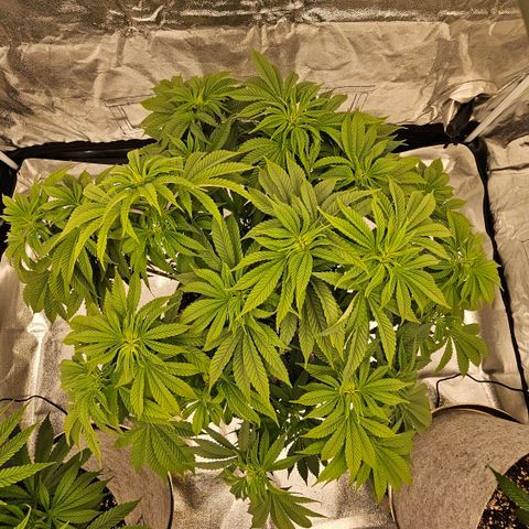 Super Lemon Haze x Clementine #2 growlog timeline photo