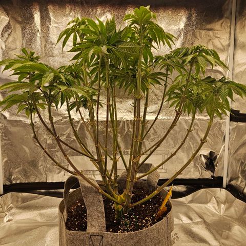 Super Lemon Haze x Clementine #2 growlog timeline photo
