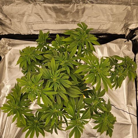 Super Lemon Haze x Clementine #2 growlog timeline photo