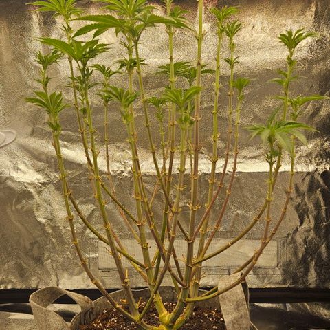 Super Lemon Haze x Clementine #2 growlog timeline photo