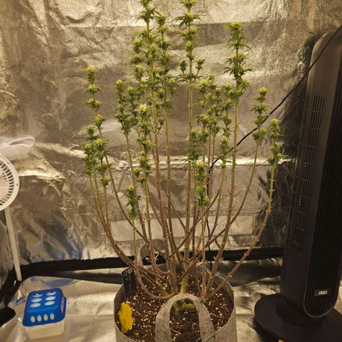 Super Lemon Haze x Clementine #2 growlog timeline photo