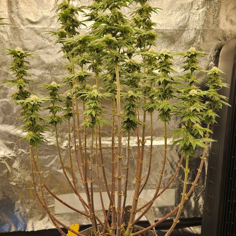 Super Lemon Haze x Clementine #2 growlog timeline photo