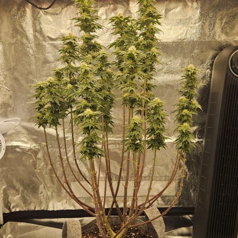 Super Lemon Haze x Clementine #2 growlog timeline photo