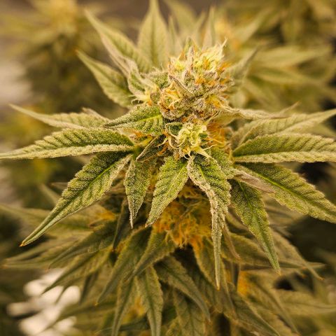 Super Lemon Haze x Clementine #2 growlog timeline photo