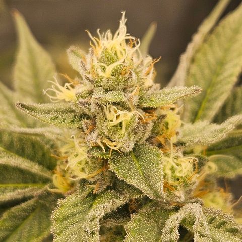 Super Lemon Haze x Clementine #2 growlog timeline photo