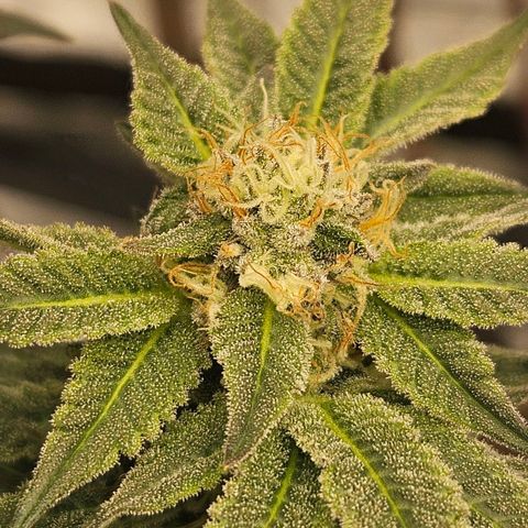 Super Lemon Haze x Clementine #2 growlog timeline photo
