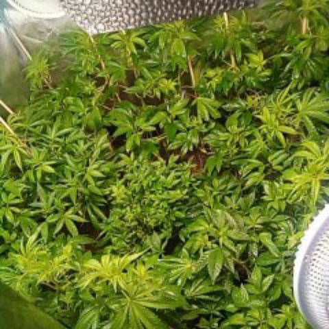 8 Ball Kush #1 growlog timeline photo