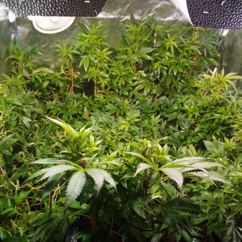 8 Ball Kush #1 growlog timeline photo