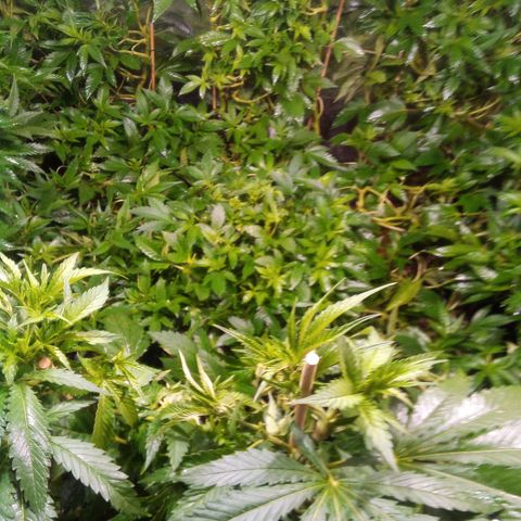 8 Ball Kush #1 growlog timeline photo