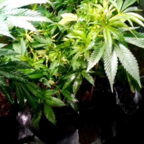 8 Ball Kush #1 growlog timeline photo