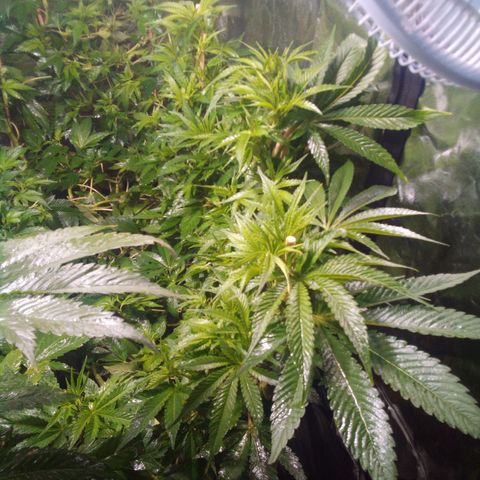 8 Ball Kush #1 growlog timeline photo