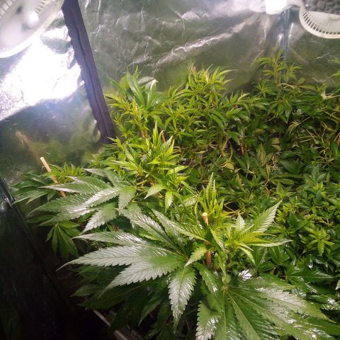 8 Ball Kush #1 growlog timeline photo