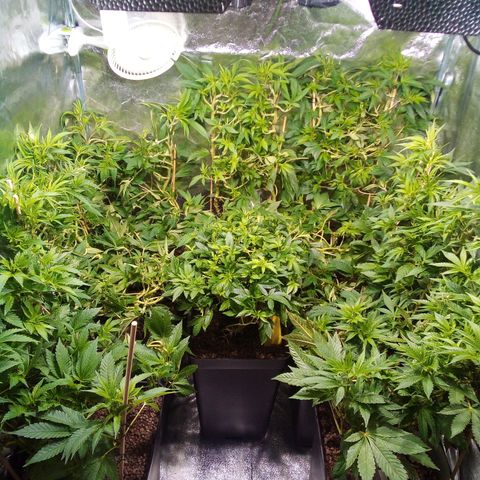8 Ball Kush #1 growlog timeline photo