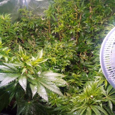 8 Ball Kush #1 growlog timeline photo