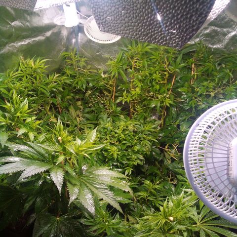 8 Ball Kush #1 growlog timeline photo