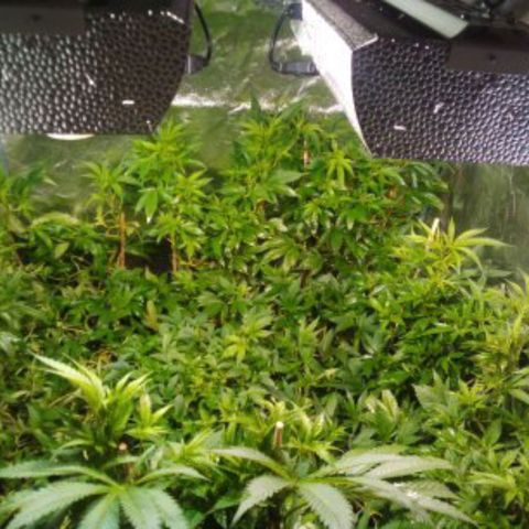 8 Ball Kush #1 growlog timeline photo