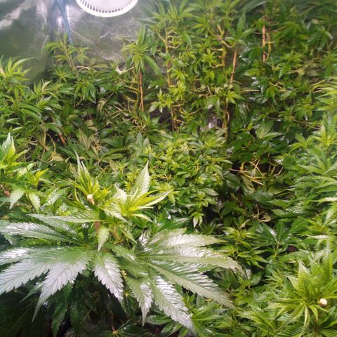 8 Ball Kush #1 growlog timeline photo