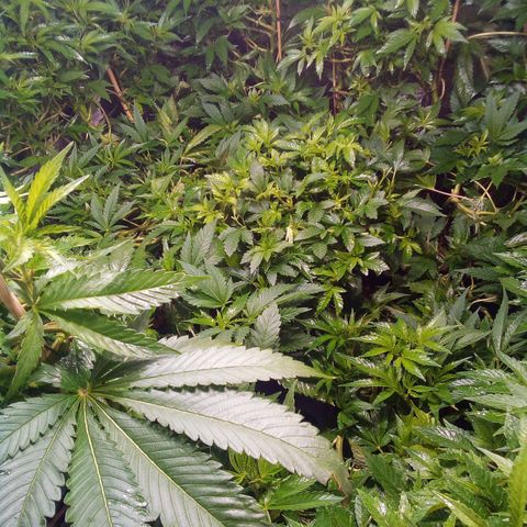 8 Ball Kush #1 growlog timeline photo
