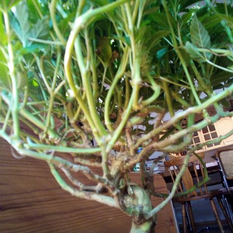 8 Ball Kush #1 growlog timeline photo