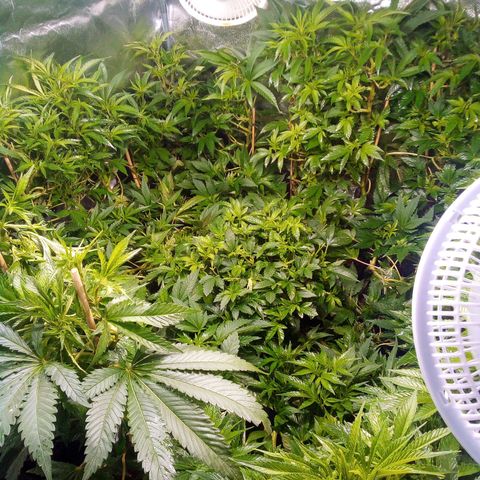 8 Ball Kush #1 growlog timeline photo