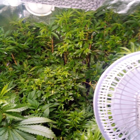 8 Ball Kush #1 growlog timeline photo