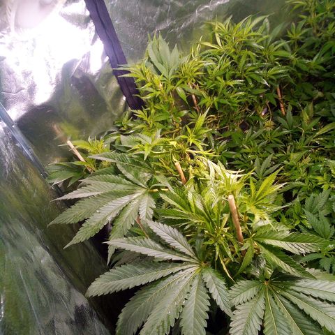 8 Ball Kush #1 growlog timeline photo