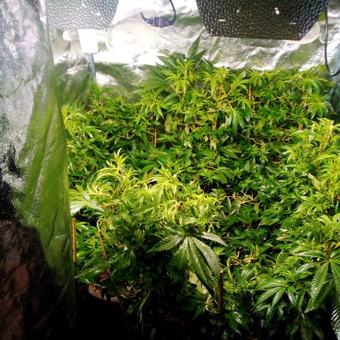 8 Ball Kush #1 growlog timeline photo