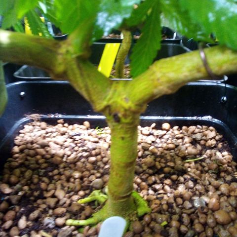 8 Ball Kush #1 growlog timeline photo