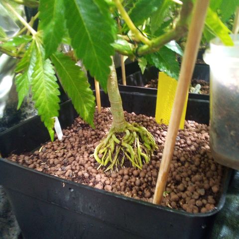 8 Ball Kush #1 growlog timeline photo