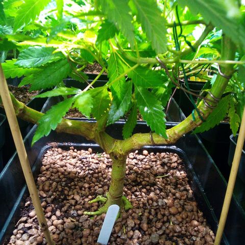 8 Ball Kush #1 growlog timeline photo