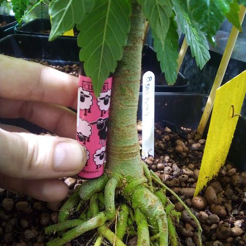 8 Ball Kush #1 growlog timeline photo