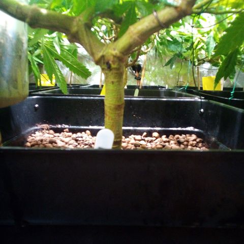 8 Ball Kush #1 growlog timeline photo