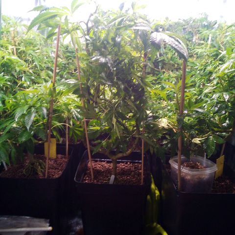 8 Ball Kush #1 growlog timeline photo