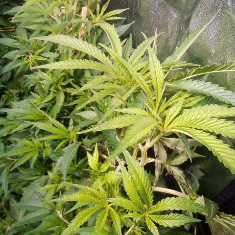 8 Ball Kush #1 growlog timeline photo