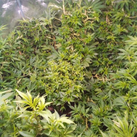8 Ball Kush #1 growlog timeline photo