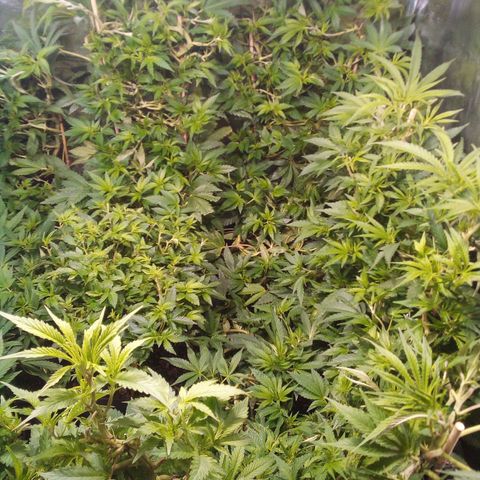 8 Ball Kush #1 growlog timeline photo