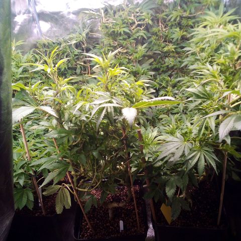 8 Ball Kush #1 growlog timeline photo