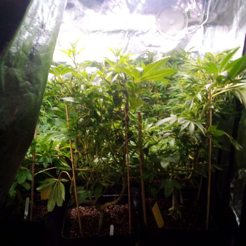 8 Ball Kush #1 growlog timeline photo