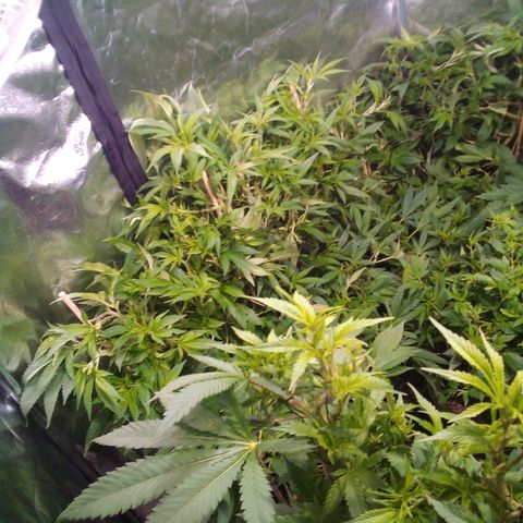 8 Ball Kush #1 growlog timeline photo