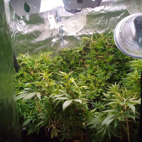 8 Ball Kush #1 growlog timeline photo