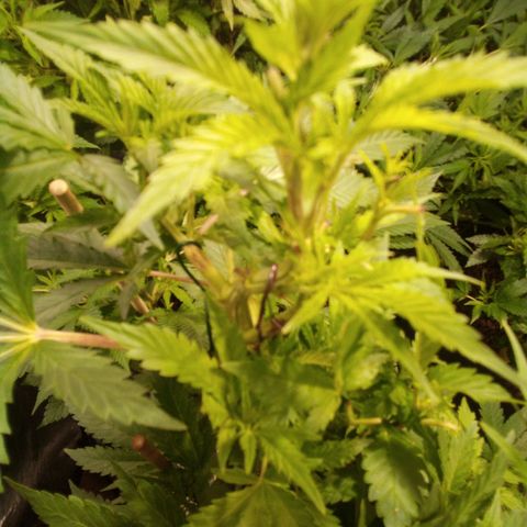 8 Ball Kush #1 growlog timeline photo