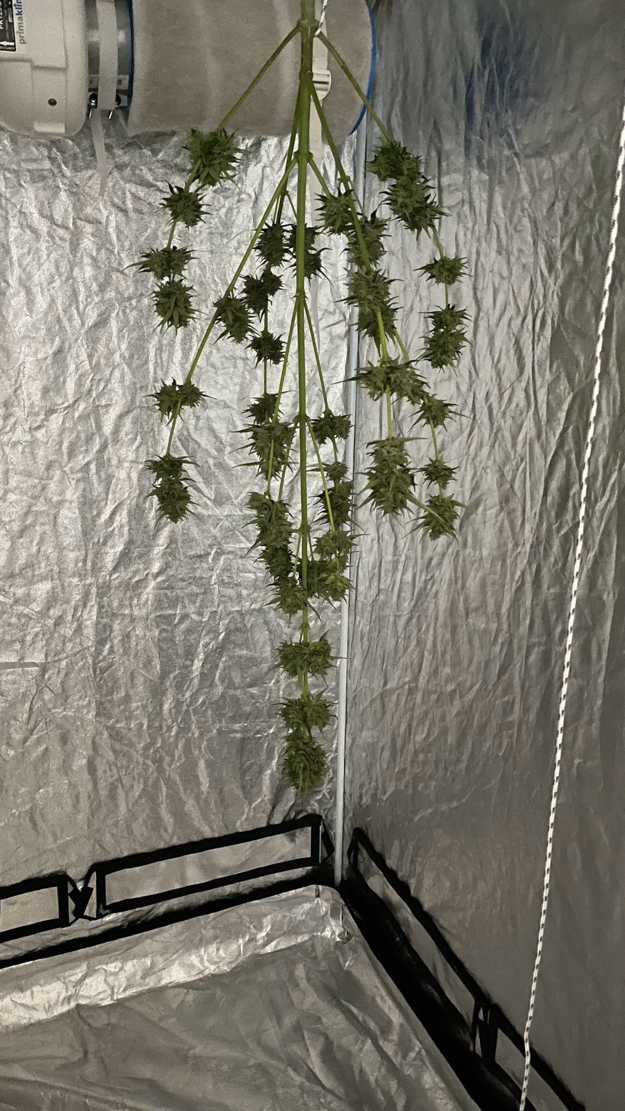 North Thunderfuck Auto  growlog header
